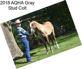 2018 AQHA Gray Stud Colt