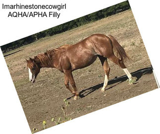 Imarhinestonecowgirl AQHA/APHA Filly