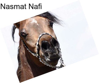 Nasmat Nafi