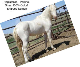 Registered.  Perlino.  Sires 100% Color!  Shipped Semen