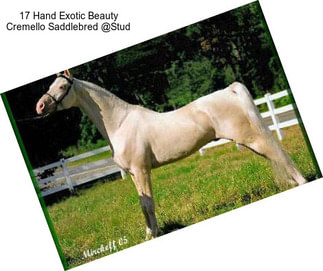 17 Hand Exotic Beauty Cremello Saddlebred @Stud