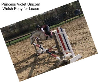 Princess Violet Unicorn Welsh Pony for Lease