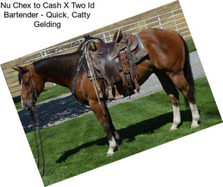 Nu Chex to Cash X Two Id Bartender - Quick, Catty Gelding