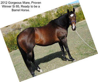 2012 Gorgeous Mare, Proven Winner Si 85, Ready to be a Barrel Horse.