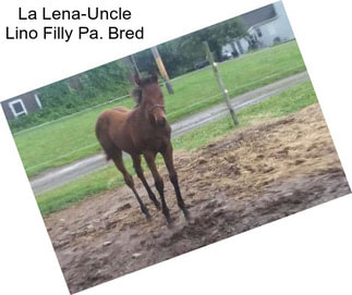 La Lena-Uncle Lino Filly Pa. Bred