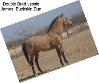 Double Bred Jessie James  Buckskin Dun