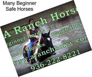 Many Beginner Safe Horses