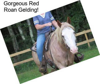 Gorgeous Red Roan Gelding!