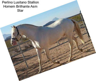 Perlino Lusitano Stallion Homem Brilhante Asm Star