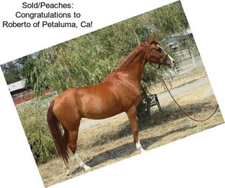 Sold/Peaches: Congratulations to Roberto of Petaluma, Ca!