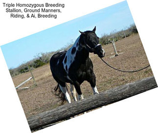 Triple Homozygous Breeding Stallion, Ground Manners, Riding, & Ai, Breeding