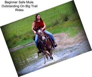 Beginner Safe Mule. Outstanding On Big Trail Rides