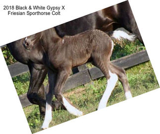 2018 Black & White Gypsy X Friesian Sporthorse Colt