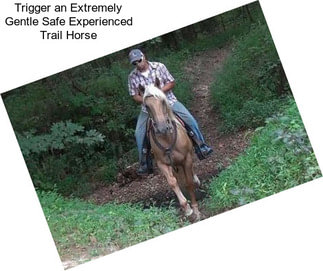 Trigger an Extremely Gentle Safe Experienced Trail Horse