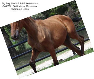 Big Bay ANCCE PRE Andalusian Colt With Gold Medal Movement Champion Lines.