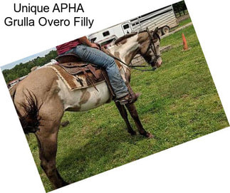 Unique APHA Grulla Overo Filly