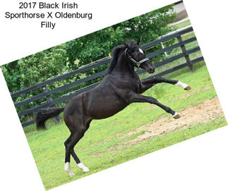 2017 Black Irish Sporthorse X Oldenburg Filly