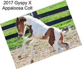 2017 Gyspy X Appaloosa Colt