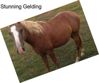 Stunning Gelding