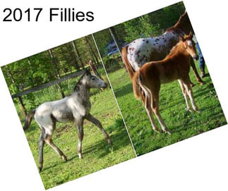 2017 Fillies