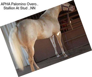 APHA Palomino Overo.. Stallion At Stud ..NN