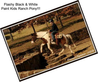 Flashy Black & White Paint Kids Ranch Pony!!!
