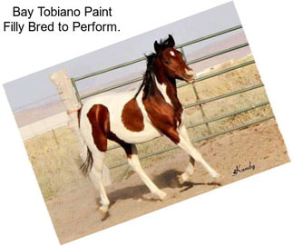 Bay Tobiano Paint Filly Bred to Perform.