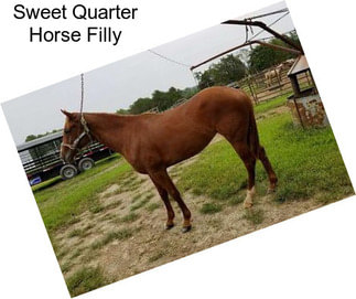 Sweet Quarter Horse Filly