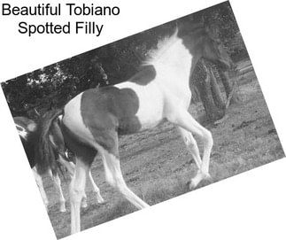 Beautiful Tobiano Spotted Filly