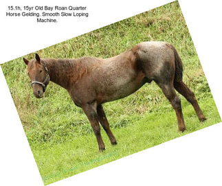 15.1h, 15yr Old Bay Roan Quarter Horse Gelding. Smooth Slow Loping Machine.