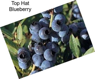 Top Hat Blueberry