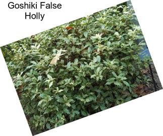 Goshiki False Holly