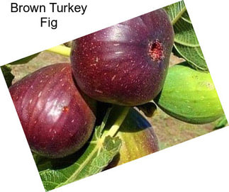 Brown Turkey Fig