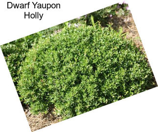 Dwarf Yaupon Holly