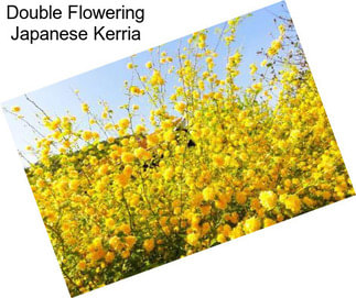 Double Flowering Japanese Kerria