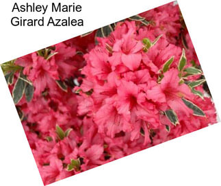 Ashley Marie Girard Azalea