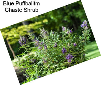 Blue Puffballtm Chaste Shrub