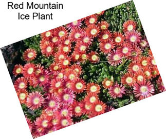 Red Mountain Ice Plant