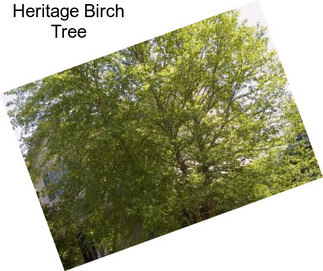 Heritage Birch Tree