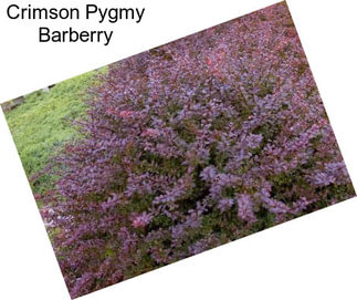 Crimson Pygmy Barberry