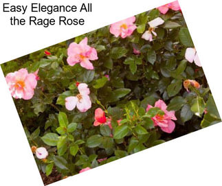 Easy Elegance All the Rage Rose