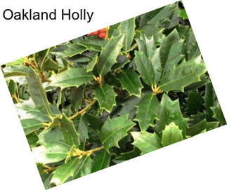Oakland Holly