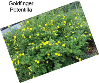 Goldfinger Potentilla