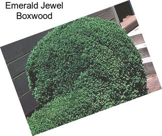 Emerald Jewel Boxwood