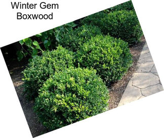 Winter Gem Boxwood