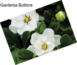 Gardenia Buttons