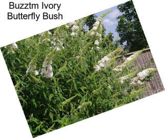 Buzztm Ivory Butterfly Bush
