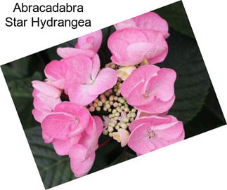 Abracadabra Star Hydrangea