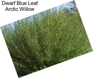 Dwarf Blue Leaf Arctic Willow