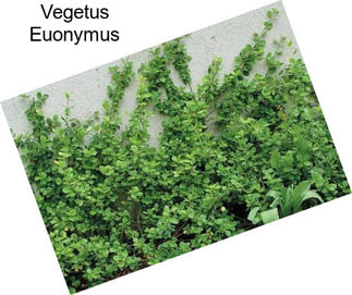 Vegetus Euonymus